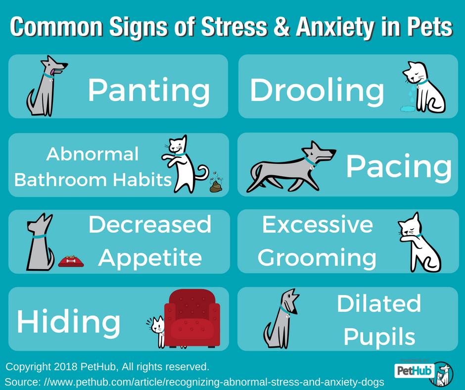 Picture of What Do Dogs Get Anxiety From at Travis Douglas blog